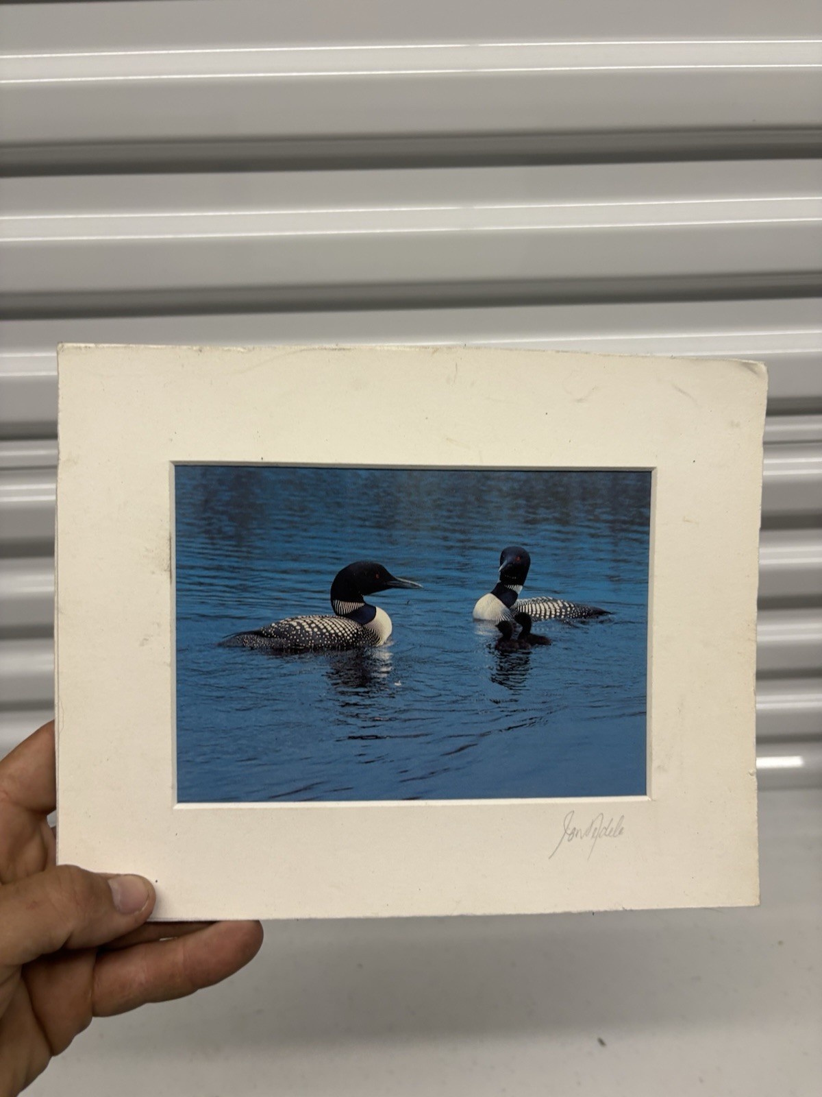 Vintage 1983 Jon Nedele Family of Loons Blank Greeting Card Hallmark Adirondack