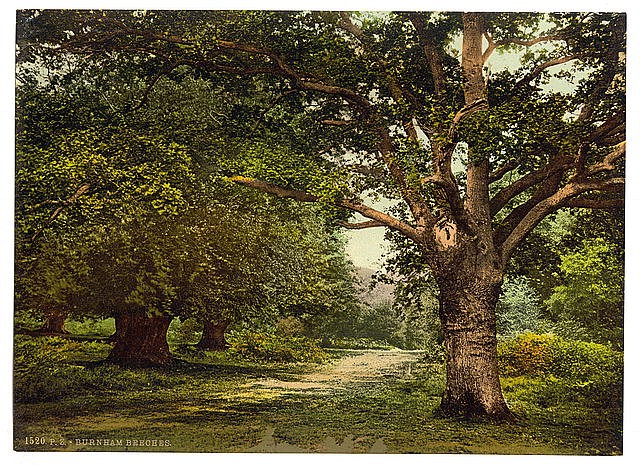 Photo:[Burnham Beeches, London and suburbs, England]