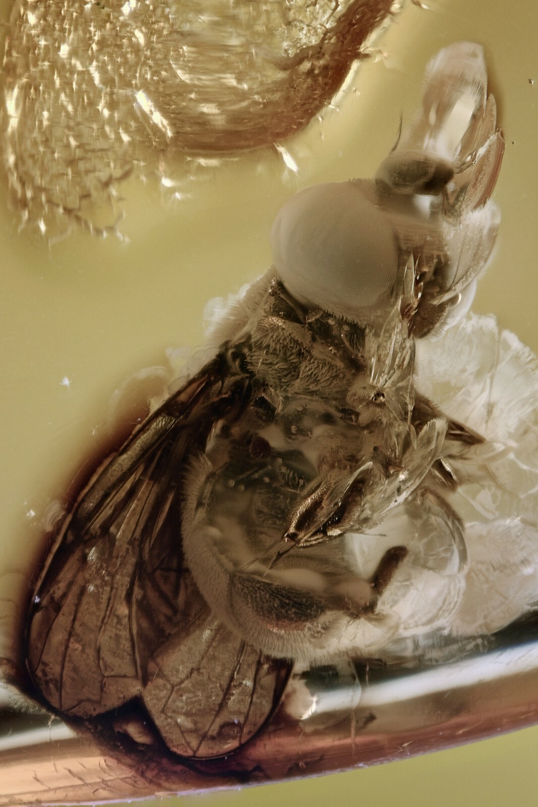 Huge HOVERFLY Syrphidae FLOWER FLY Fossil Genuine BALTIC AMBER + HQ Pic 210209