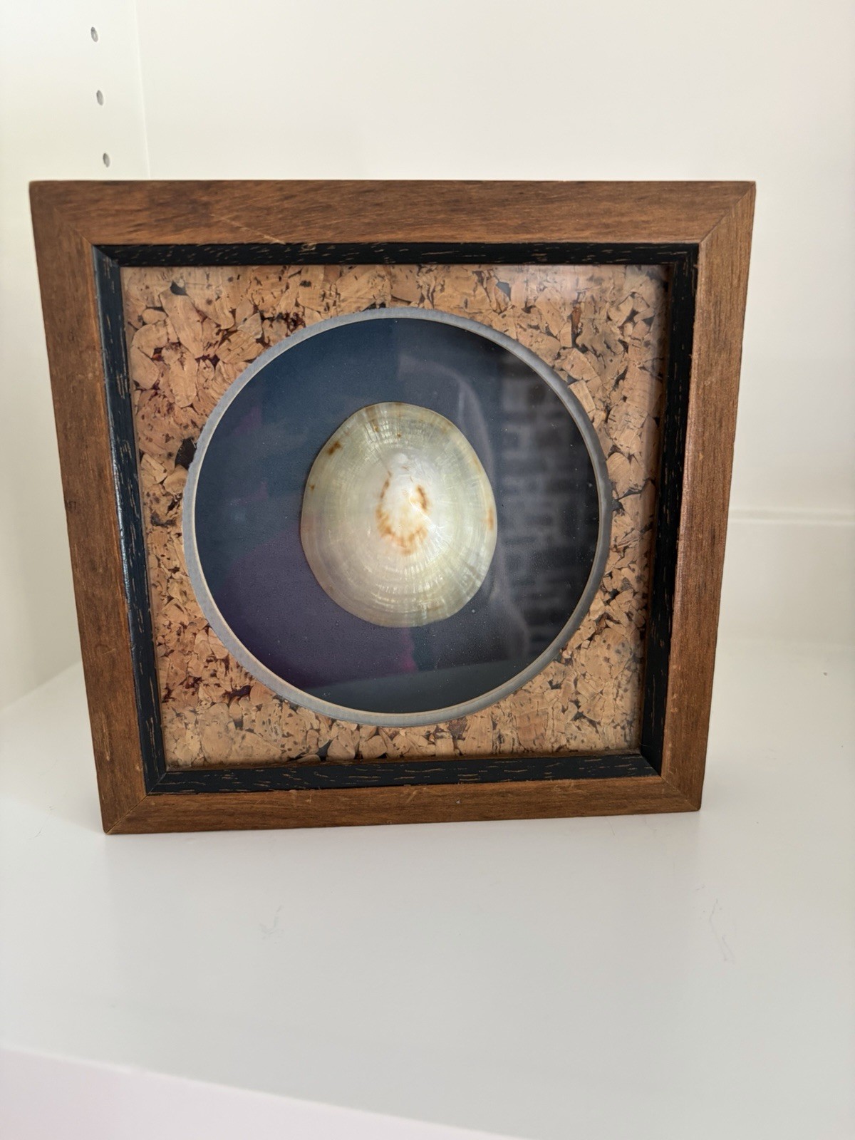 Vintage Polished Limpet Shell Shadow Box Wall Art Framed Cork Mat Coastal Decor