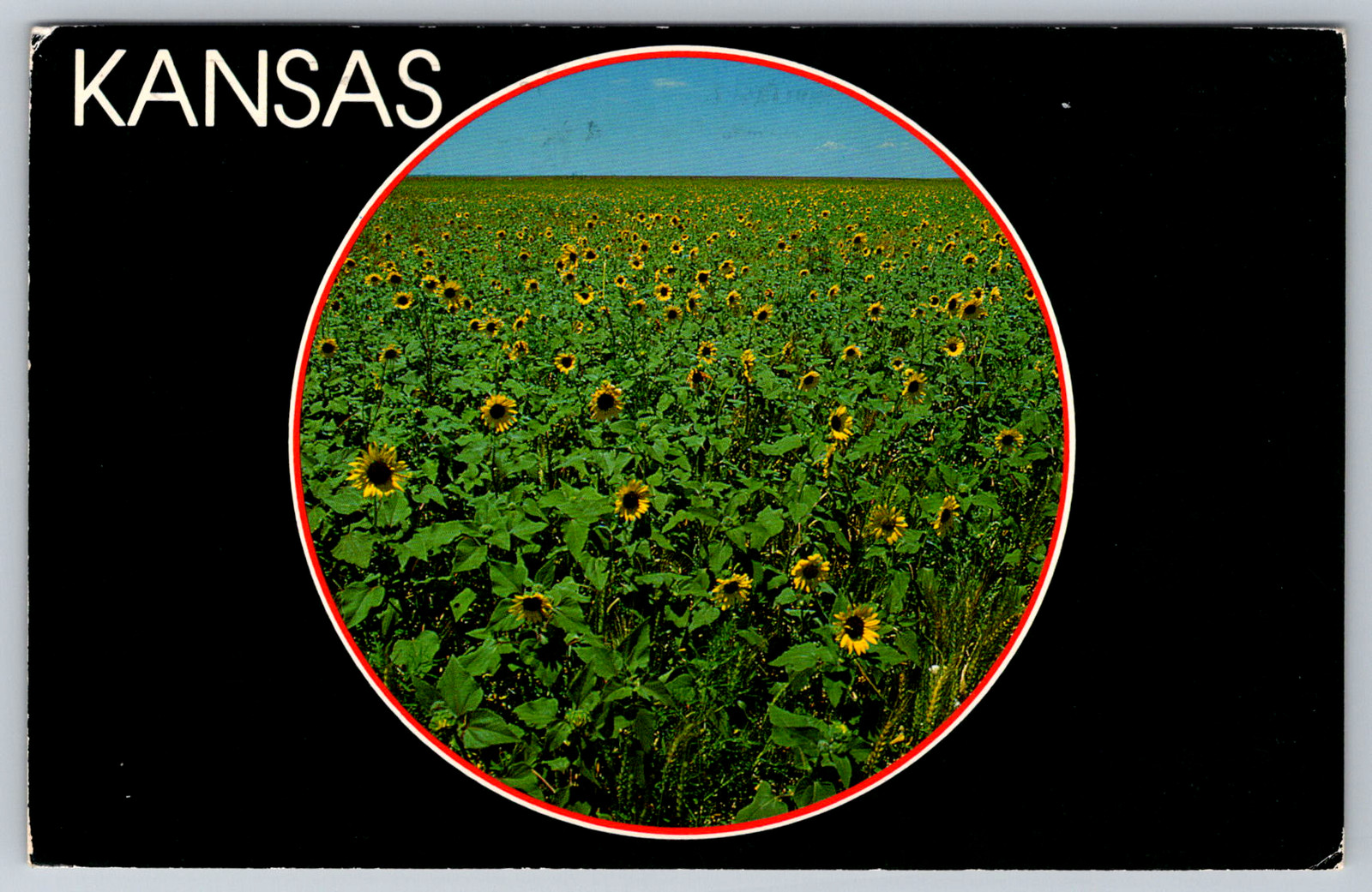 c1980s Kansas Sunflower State Field Topeka Postcard
