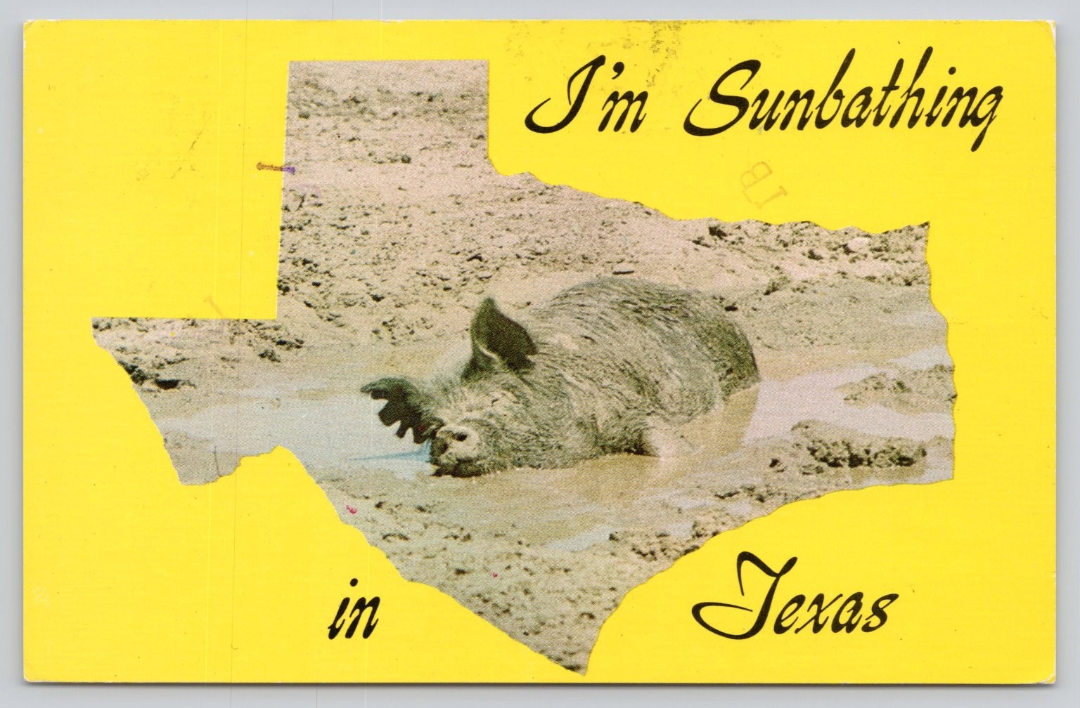 1972 Texas Postcard Pig Sunbathing in Mud Amarillo Baxter Lane Co.