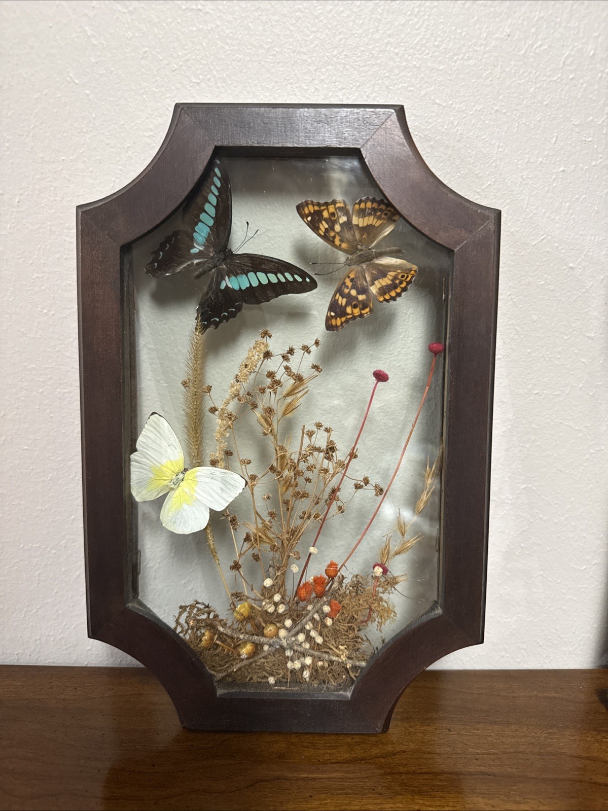 Vintage Real Butterflies & Flowers Entomology Shadow Box Framed Glass 11.5x 7.5