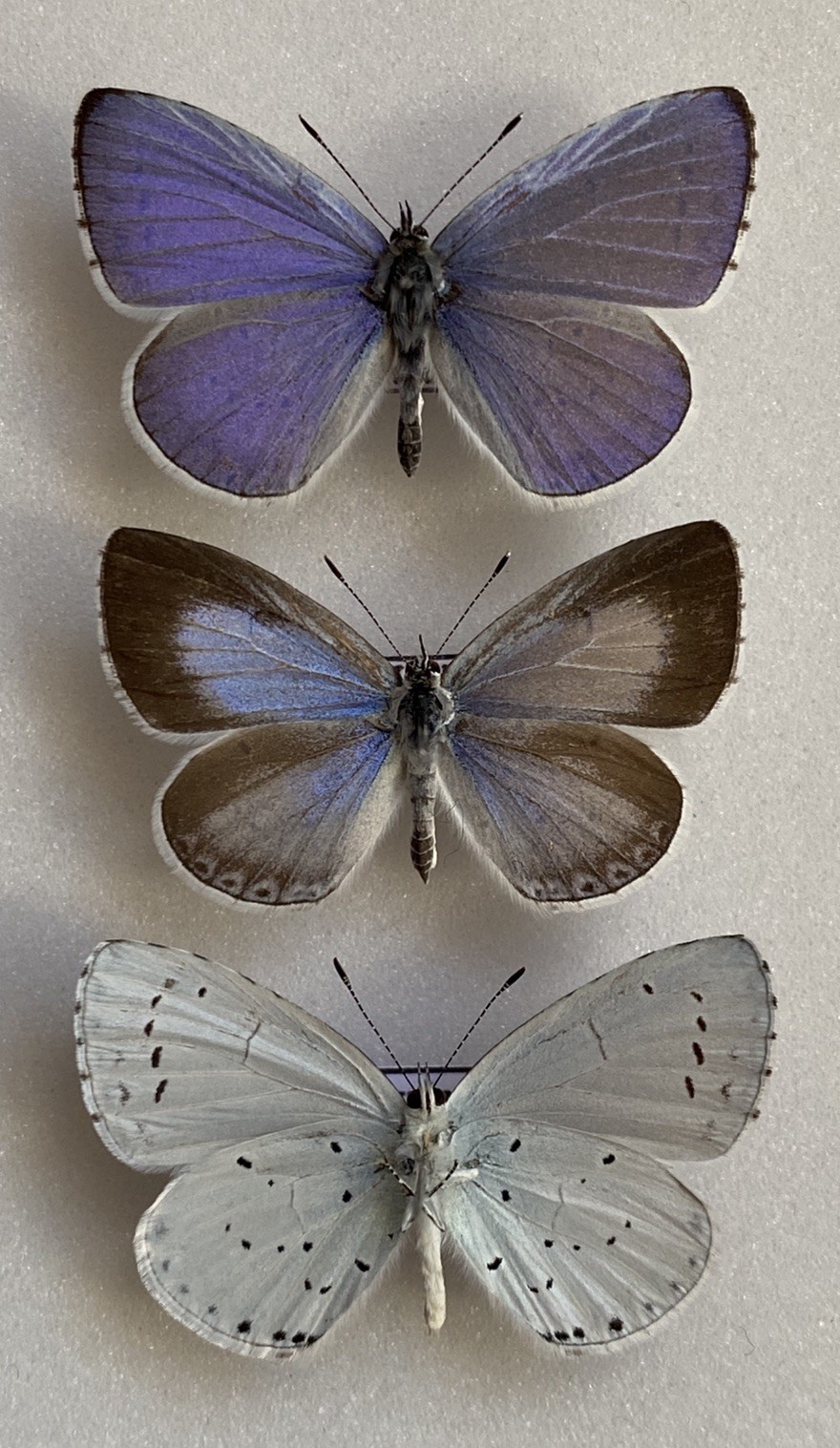 A Trio of Holly Blue Butterflies Set Specimens, ex Essex A Trio of Holly Blue Butterflies Set Specimens, ex Essex