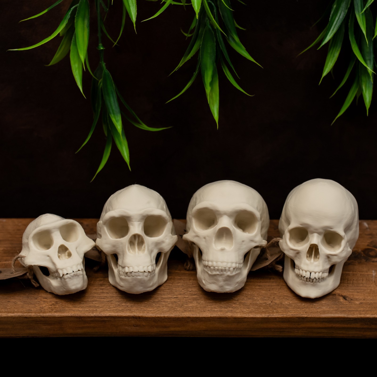 Human Evolution Skull Set 50% Scale Lucy Neanderthal Homo Sapiens Replica Set