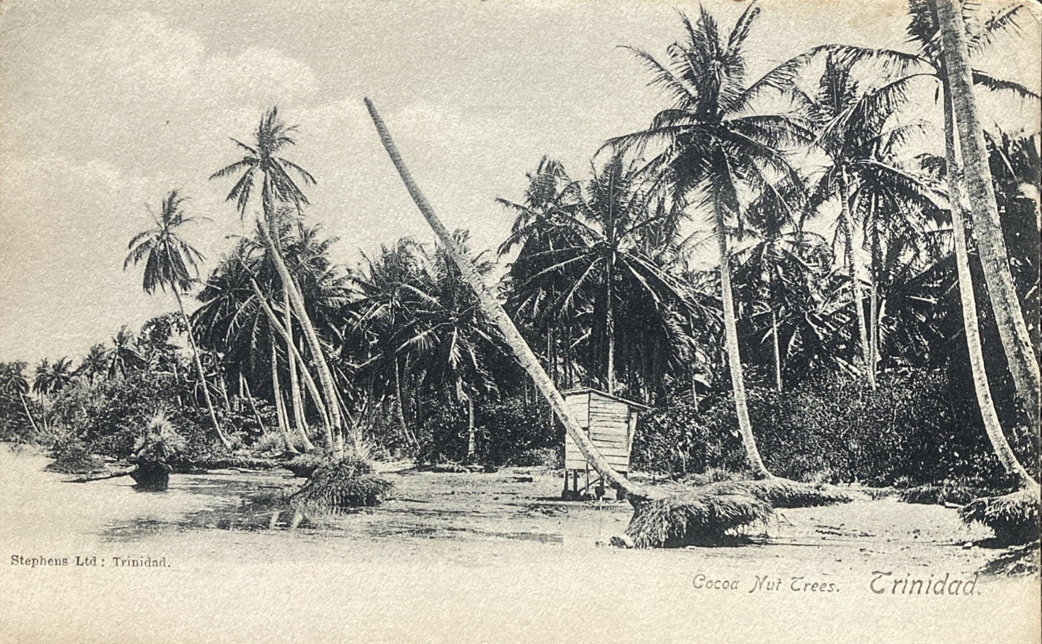 1907 Trinidad Shore Cocoa Nut Trees And Shack Postcard 1907 Trinidad Shore Cocoa Nut Trees And Shack Postcard