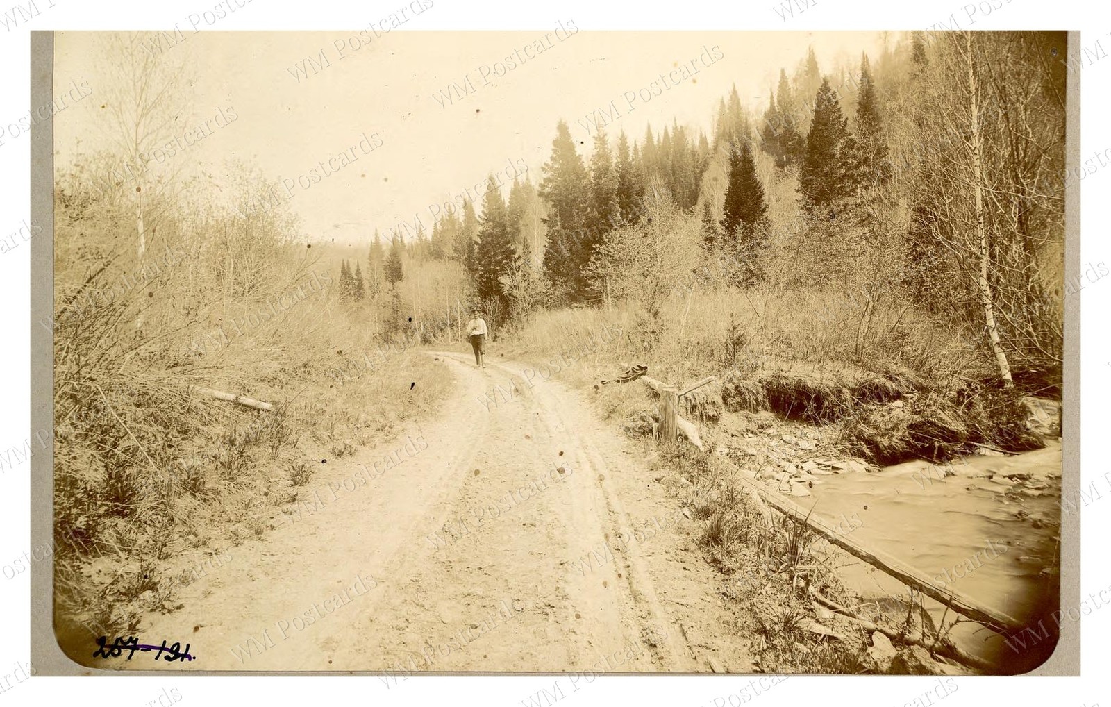 Stepnoi Krai Western Siberia 1909 Forest Road Birches Standard Postcard