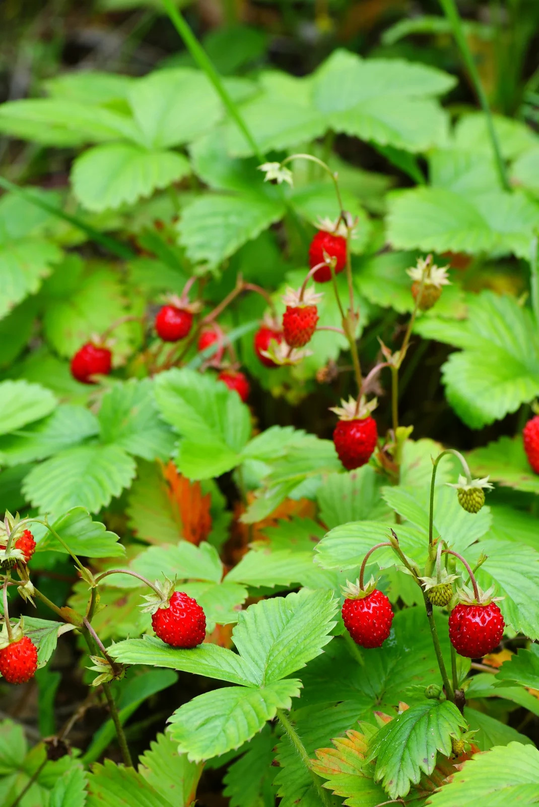 Wild Strawberry 50 Seeds (Fragaria vesca) – Alpine Strawberry Wild Strawberry 50 Seeds (Fragaria vesca) – Alpine Strawberry
