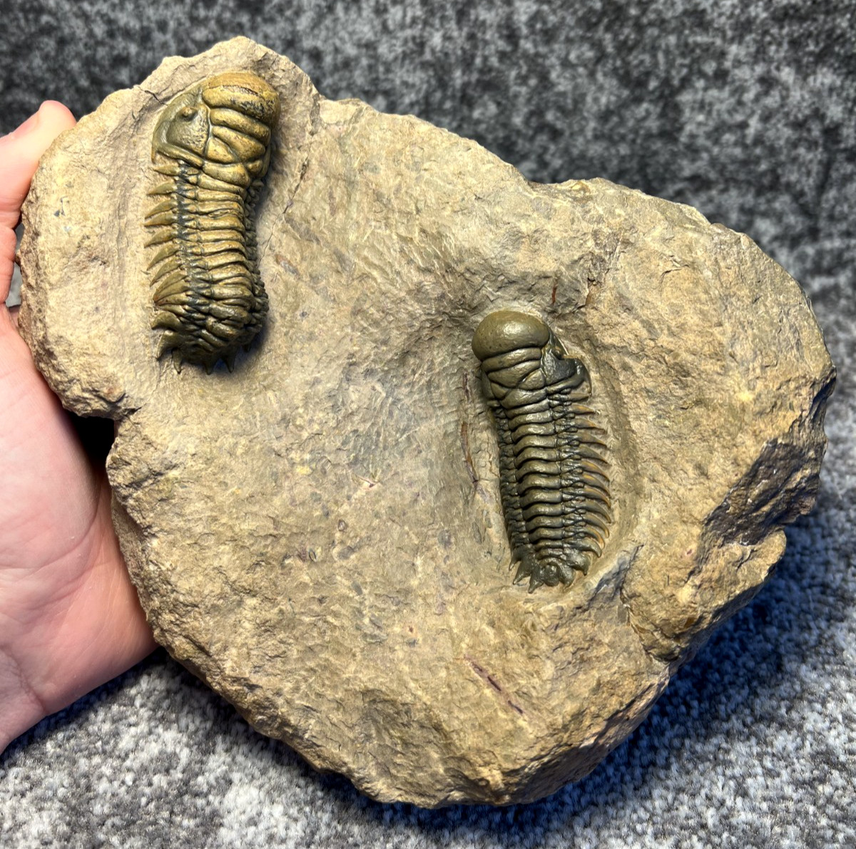 Pair of Crotalocephalus gibbus Trilobite Fossils – Beautifully Preserved
