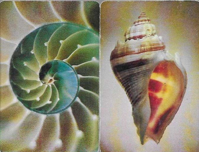 Vintage Pair Companion Single Swap Playing Cards - Nautilus Conch Shell Set