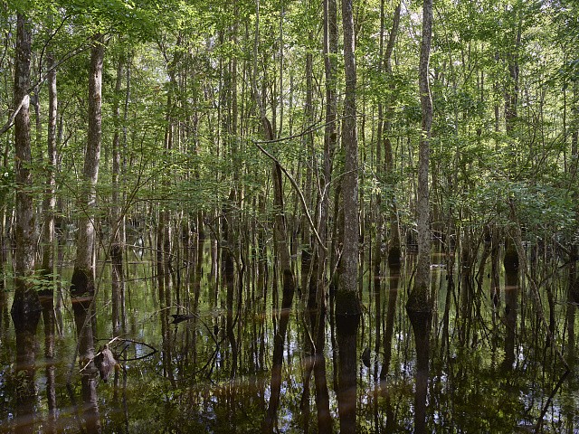 Harleyville South Carolina USA Beidler Forest Swamp 2017 Flooded Forest