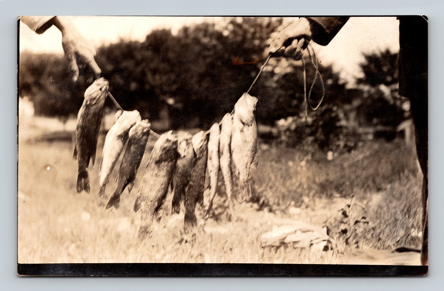 Vintage Real Photo Postcard Man Holding Stringer of Fish Fishing RPPC Vintage Real Photo Postcard Man Holding Stringer of Fish Fishing RPPC