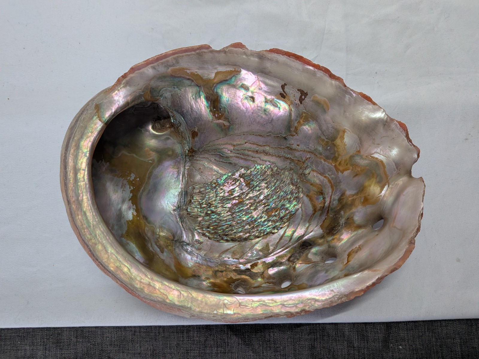 Large 9 inch Red Abalone Shell Iridescent Nacre Beautiful color