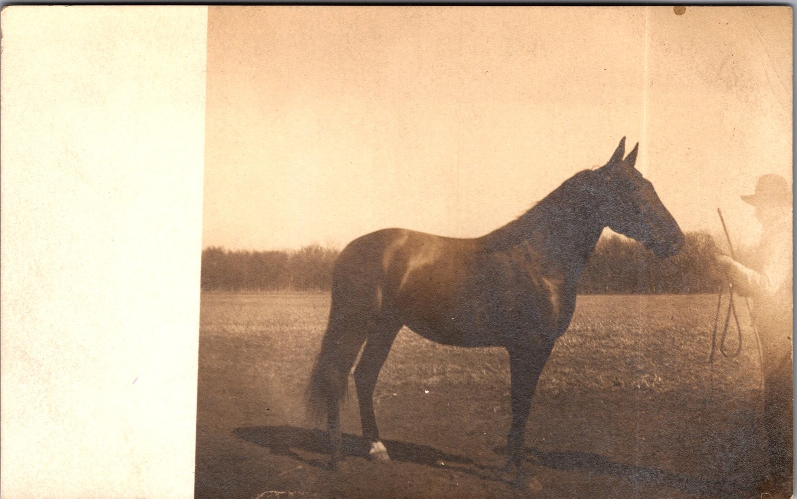 Vintage Real Photo Postcard Horse and Handler AZO 1907-1918