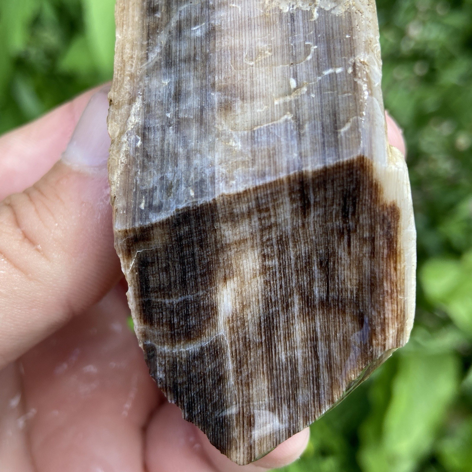 Opalized Petrified Wood Amazing Wood Grain 3.52 Oz
