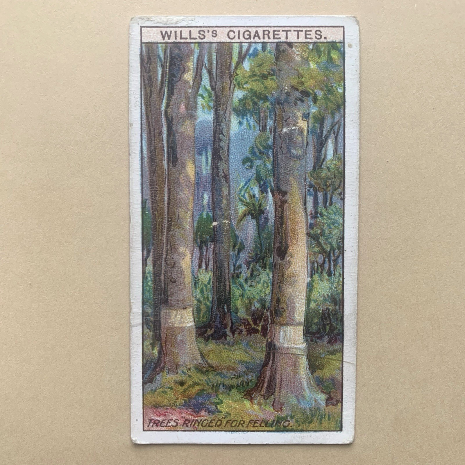 Overseas Dominions Australia #37 Trees Ringed Felling 1915 Wills Cigarette Card
