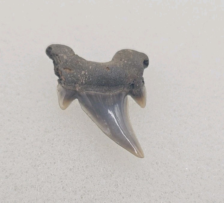 Rare Parotodus Pavlovi Shark Tooth Fossil Sheppey England Not Benedeni 