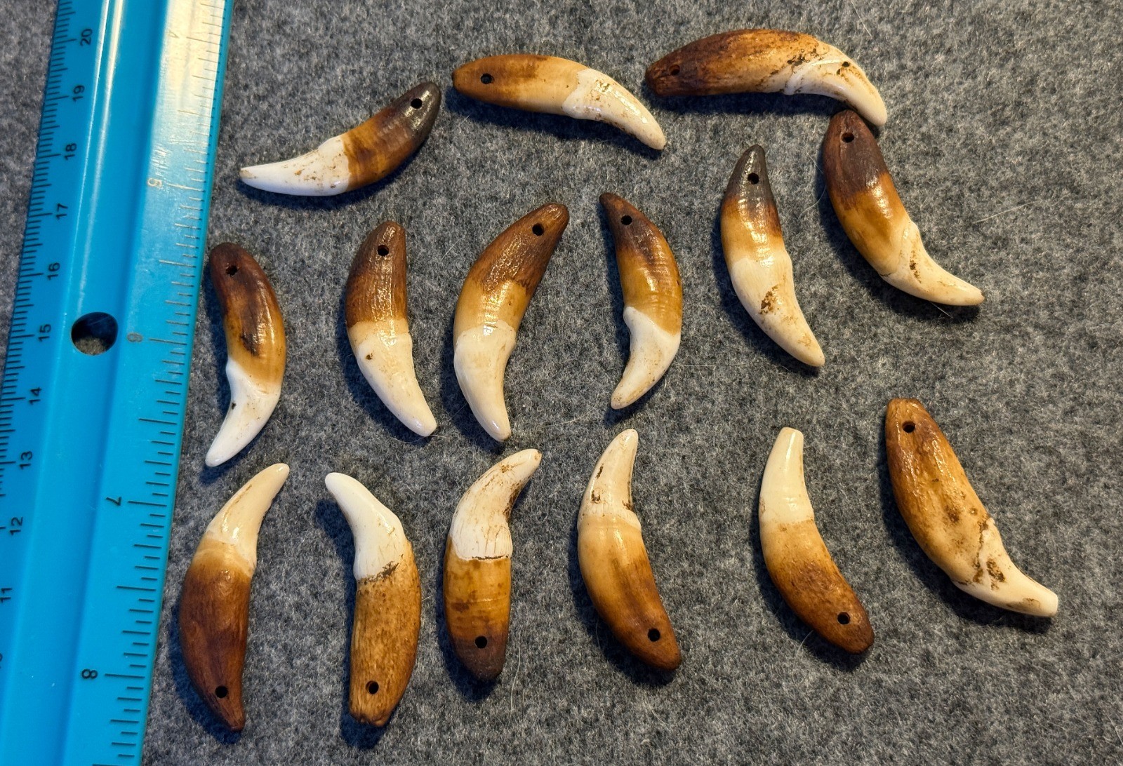 15 Original 1800's Drilled Canine Teeth Native American Indian Sioux