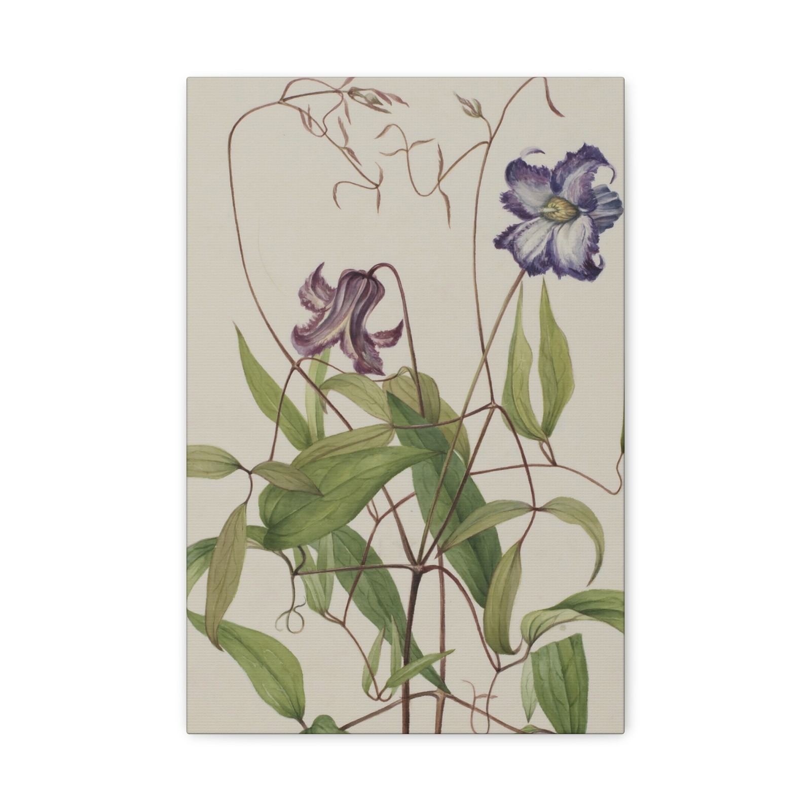 Mary Vaux Walcott - Curly Clematis (Clematis crispa) - 1925 - Canvas Wall Art