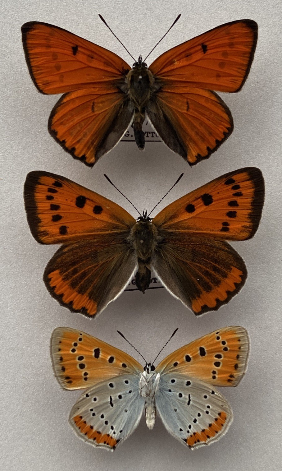 A Pair of First Generation Large Copper Butterfly Set Specimens, ex Woodwalton