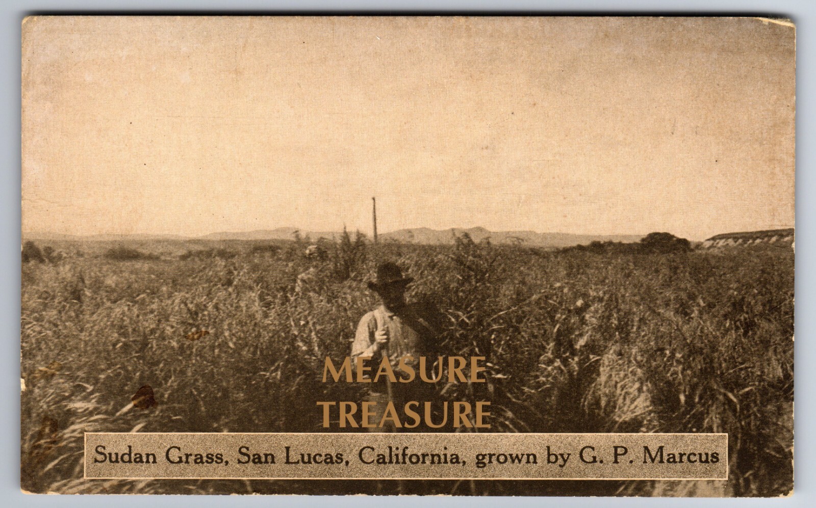 C.1910 SAN LUCAS, CA CALIFORNIA G.P. MARCUS SUDAN GRASS MONTEREY Postcard P71