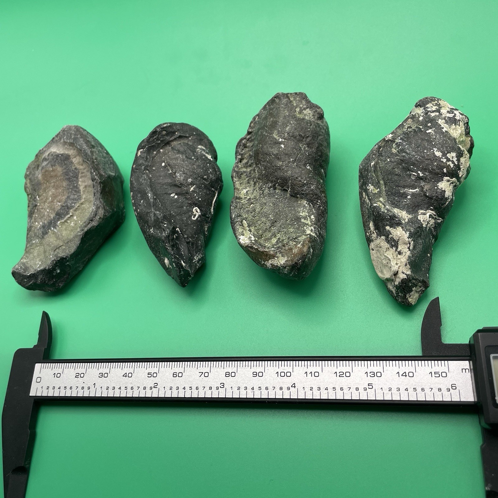 Dolphin Earbone Fossils REAL Set Of 4 Cetacean Fossils Venice Florida Dolphin Earbone Fossils REAL Set Of 4 Cetacean Fossils Venice Florida