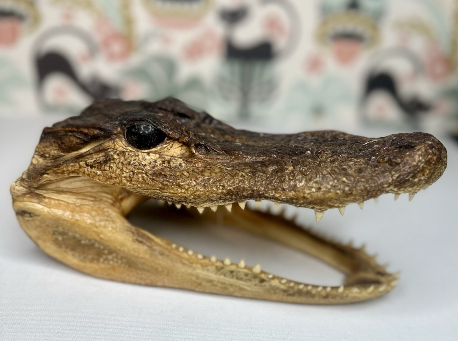 Oddity Real Alligator Head Taxidermy Glass Eyes 8” Open Mouth Swamp Creature