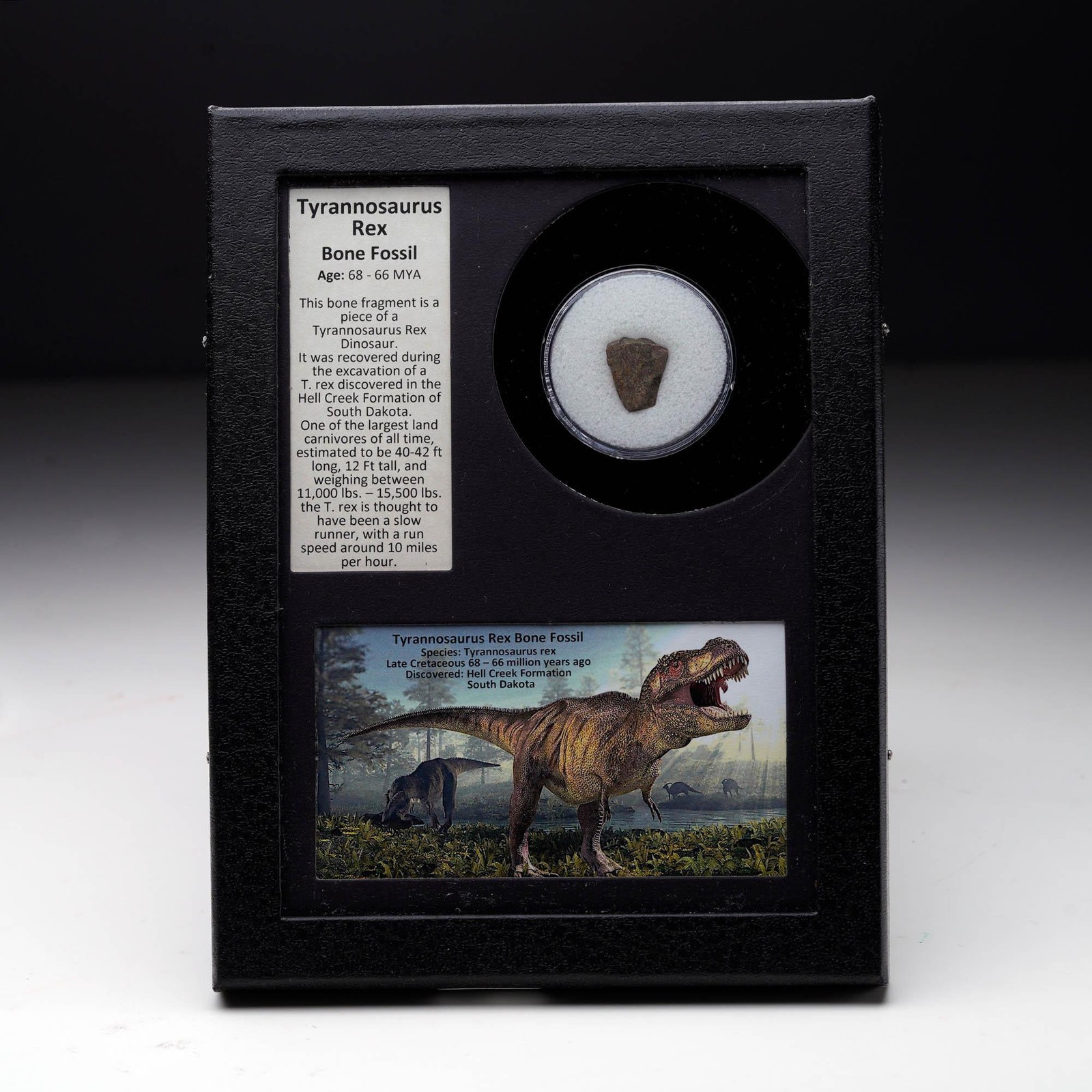 Authentic T. Rex Bone Fossil in Collector's Box | Hell Creek Formation