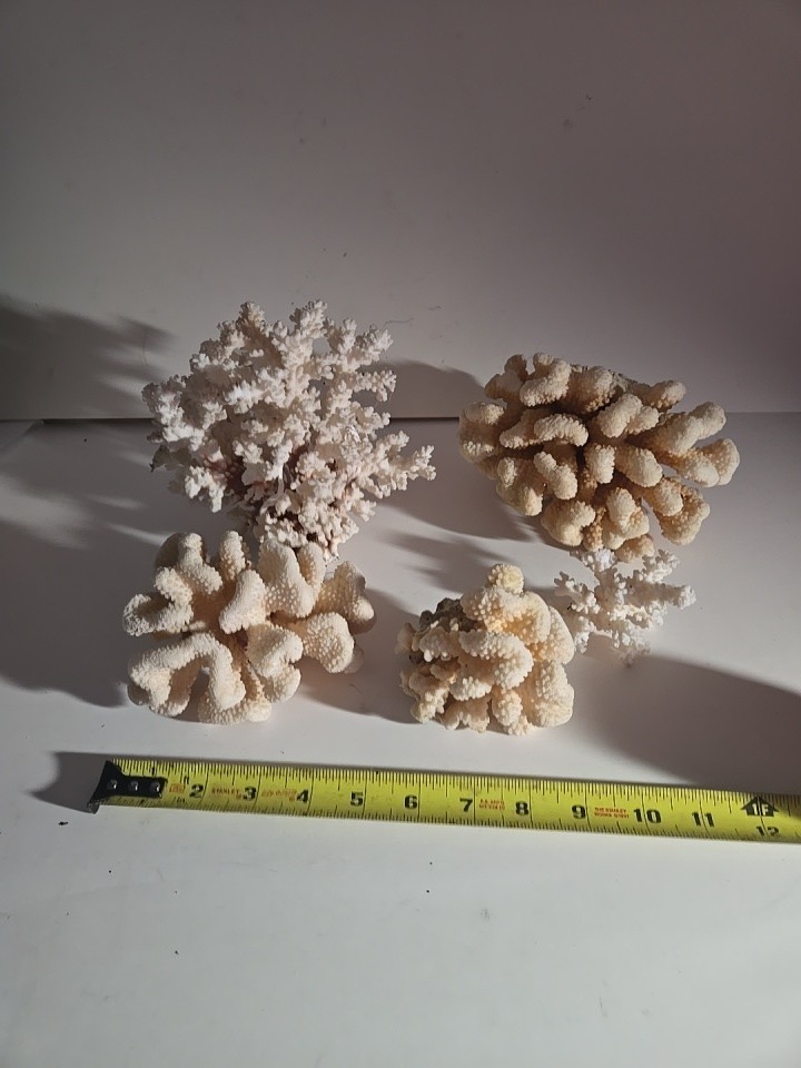 VTG REAL SEA CORAL Lot CAULIFLOWER LACE AQUARIUM REEF WEDDING BEACH OVER 4 LB