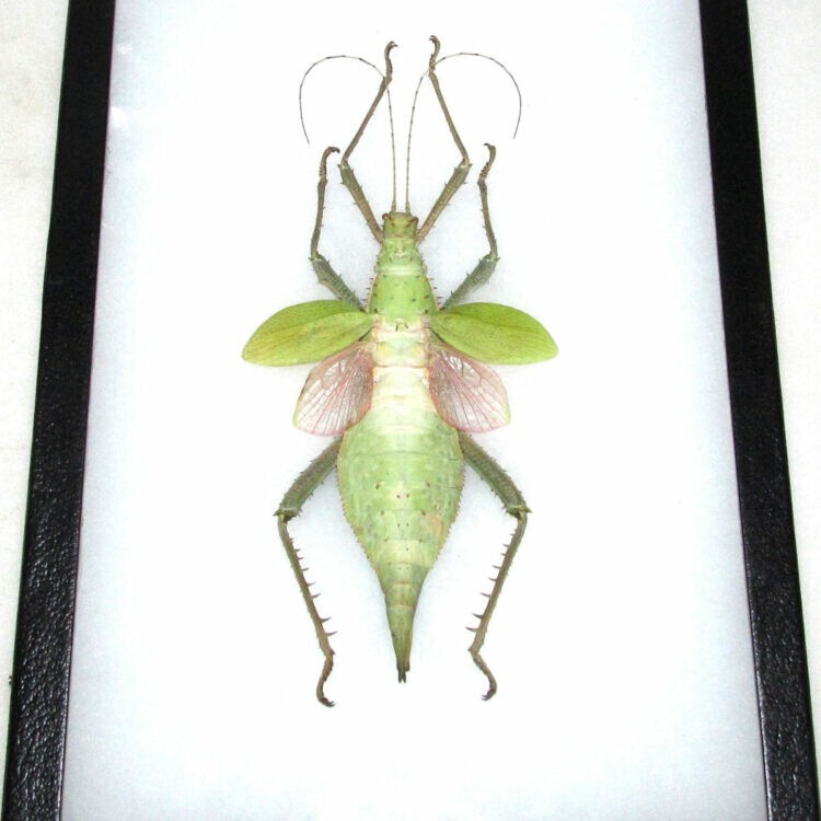 Heteropteryx dilatata FEMALE pink green walking stick insect FRAMED