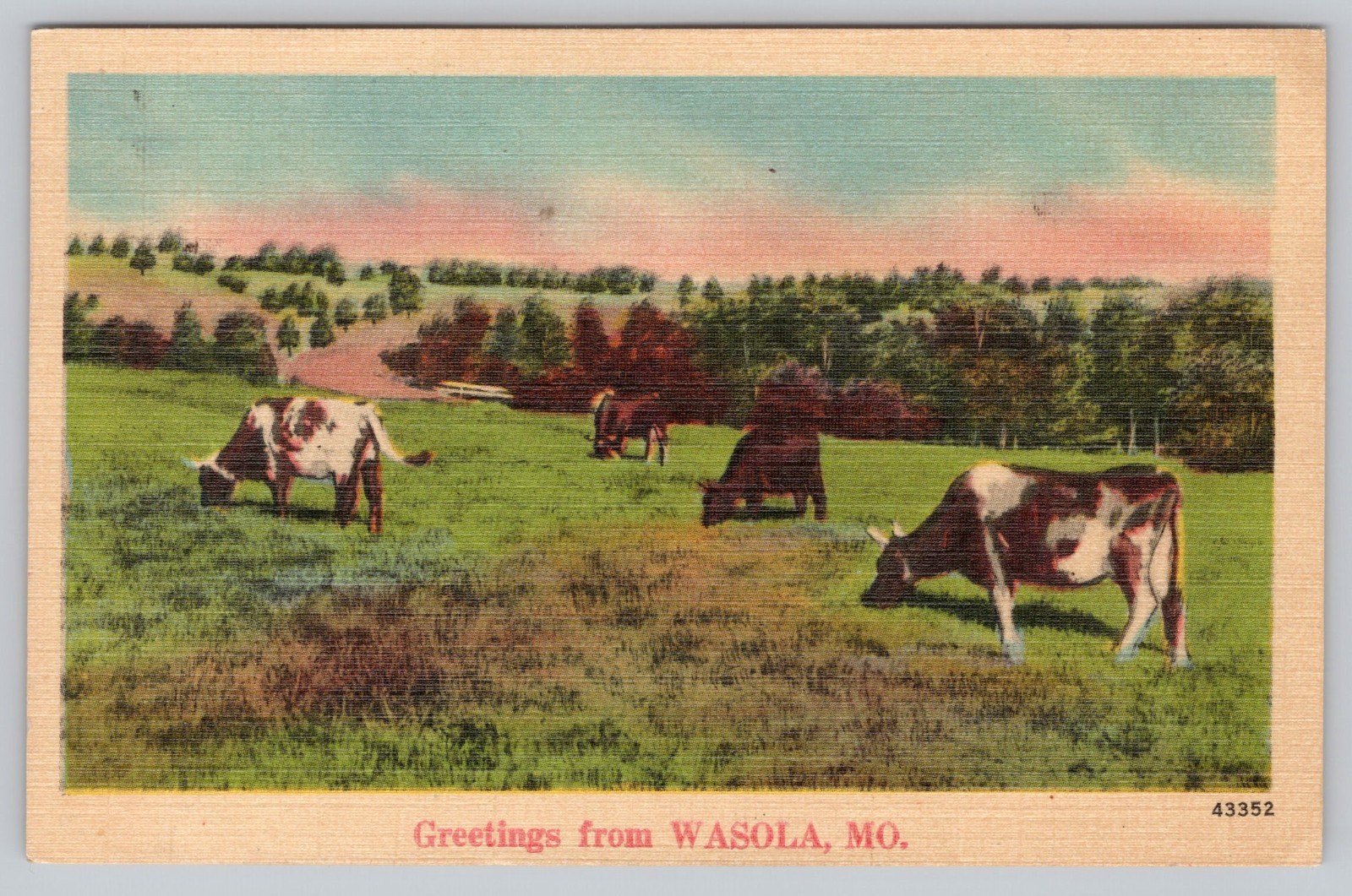 Greetings from Wasola MO Missouri Postcard 1949 Herd of Cows Grazing in Field