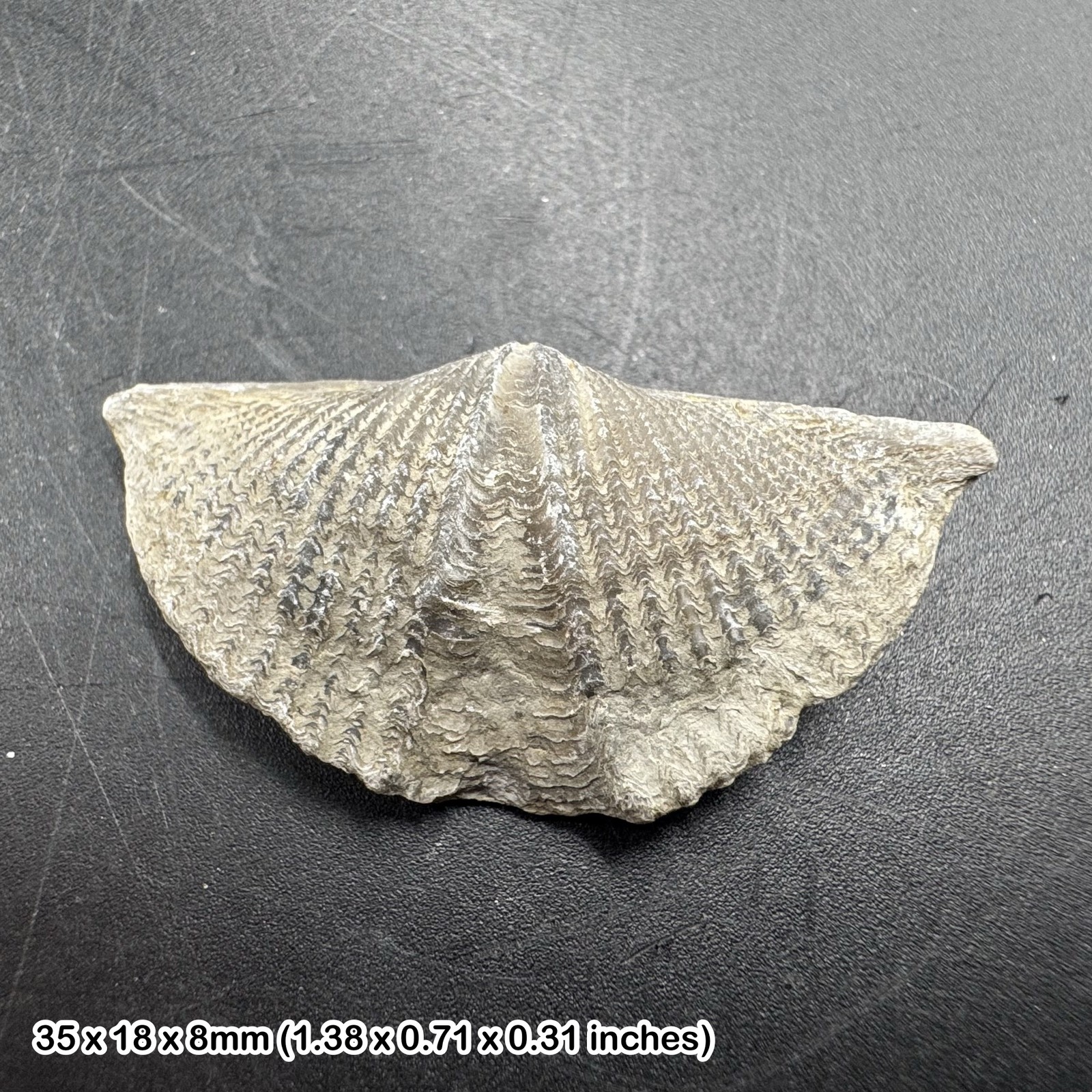 Winged brachiopod fossil (mucrospirifer thedfordensis) - middle devonian,
