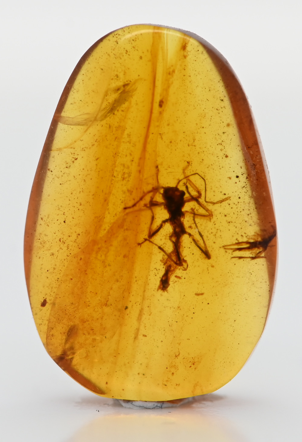 Scarce Phasmatodea (Walking Stick), Fossil Inclusion in Burmese Amber