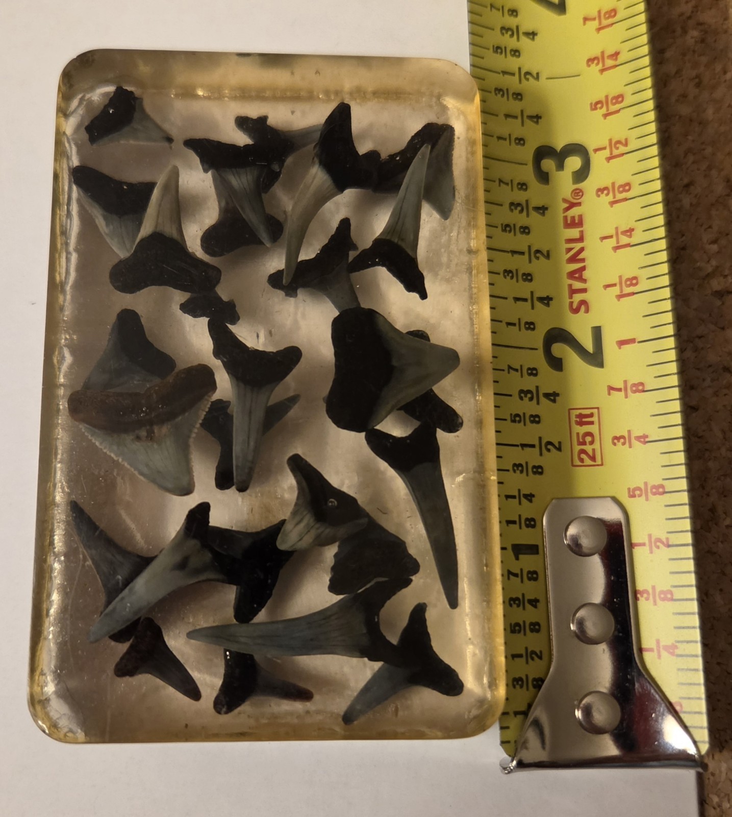 Vtg 1952 Resin Shark Tooth Paperweight 25+ Fossil Teeth Early MCM Oddity Display