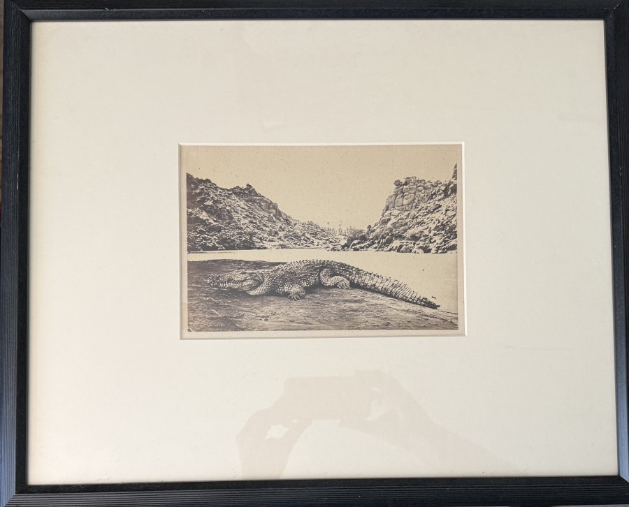 Francis Frith 1857 Albumen #31'Crocodile on a Sand-Bank' Egypt, Framed