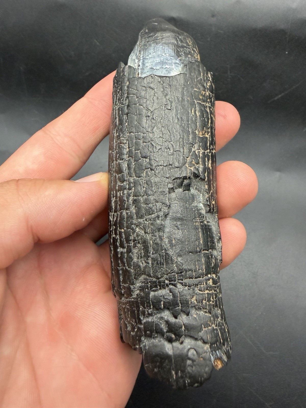 RARE LOWER MASTADON SPIKE FOSSIL PEACE RIVER FLORIDA MEGAFAUNA RARE LOWER MASTADON SPIKE FOSSIL PEACE RIVER FLORIDA MEGAFAUNA
