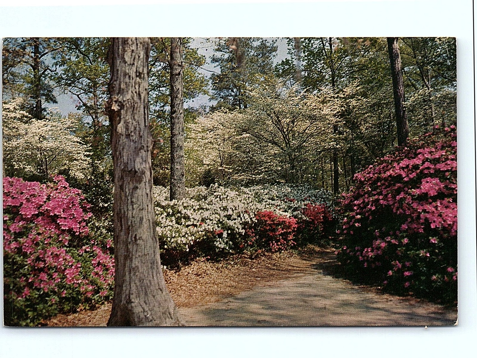 Norfolk VA Azalea Gardens Bloom Vintage Postcard