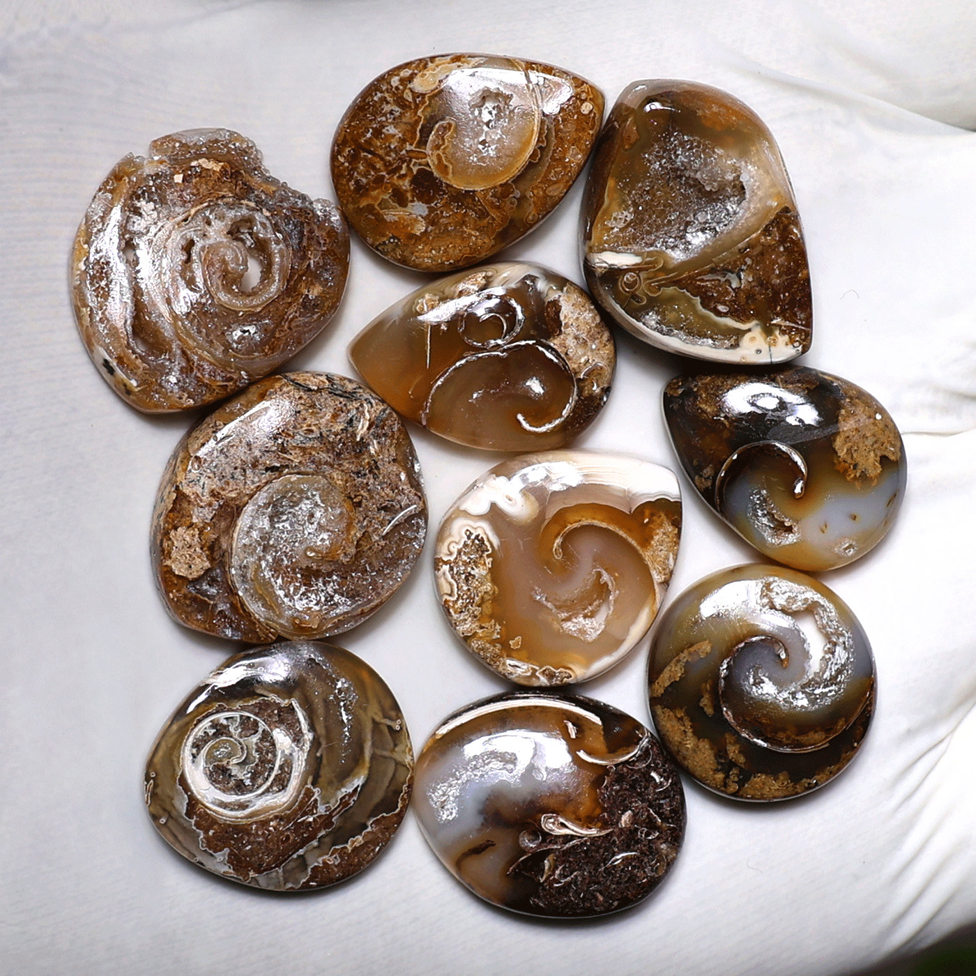 Ancient Earth Spirals~ 10 PC Natural Spiralite Fossil Drusy Collectible Crystals