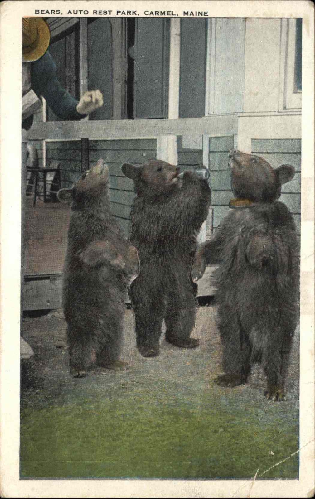 Carmel Maine ME Auto Rest Park Bear Cubs c1920s-30s Postcard