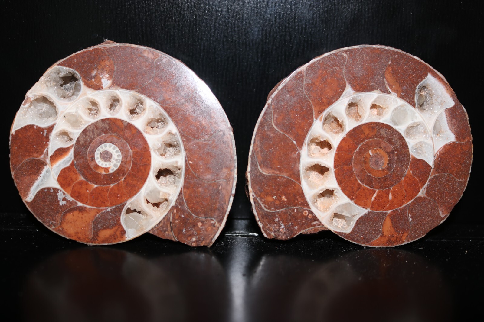 Split Timor Ammonite Pair UV Reactive 3\