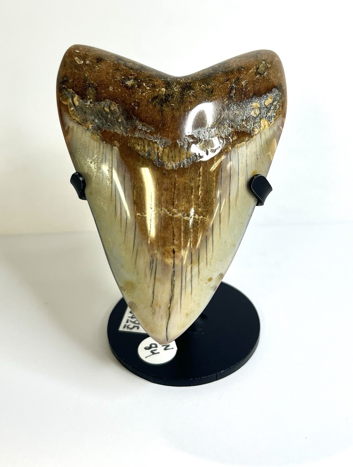 MEGALODON Polished Shark Tooth from The Carolina Coasts SN#84
