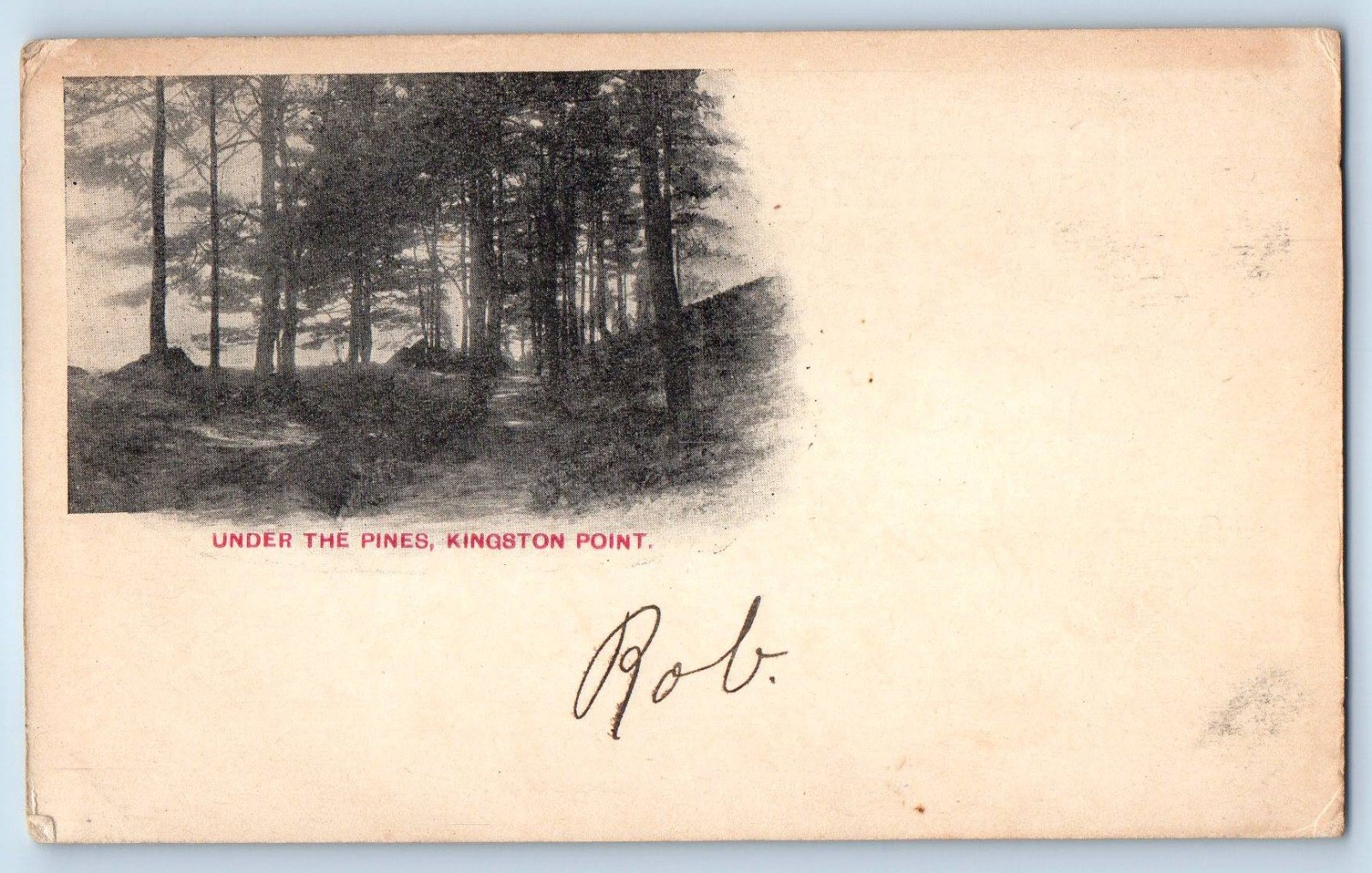 1903 Kingston Point New York NY Vintage Postcard Under Pines Forest Trees Posted 1903 Kingston Point New York NY Vintage Postcard Under Pines Forest Trees Posted