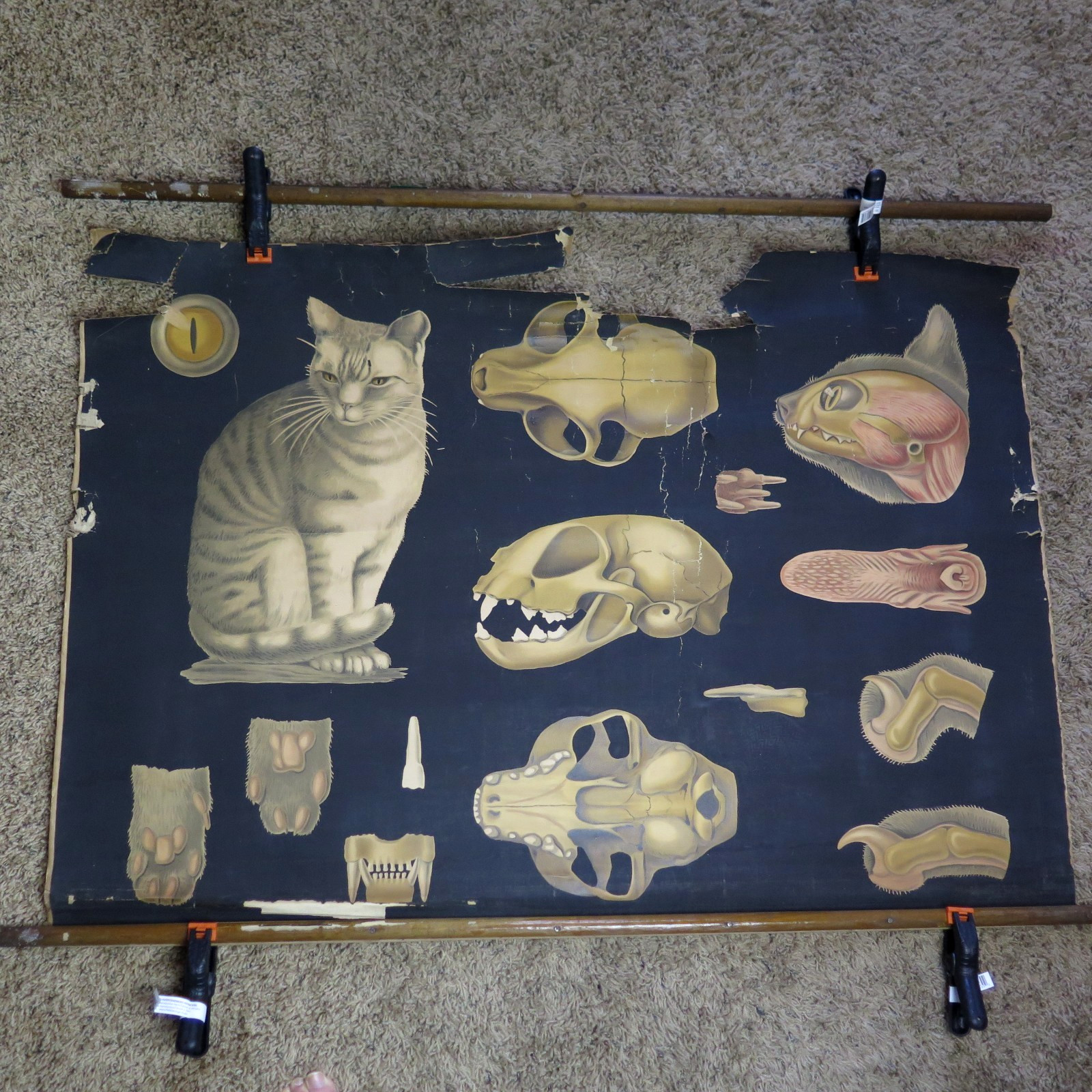 Pull Down School Cat Chart Vintage Canvas College Science Display Anatomy Skulls