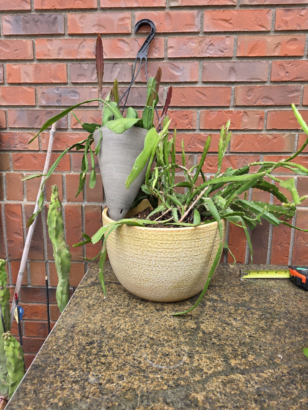 XXXL 9+ Yr beautiful Epiphyllum \