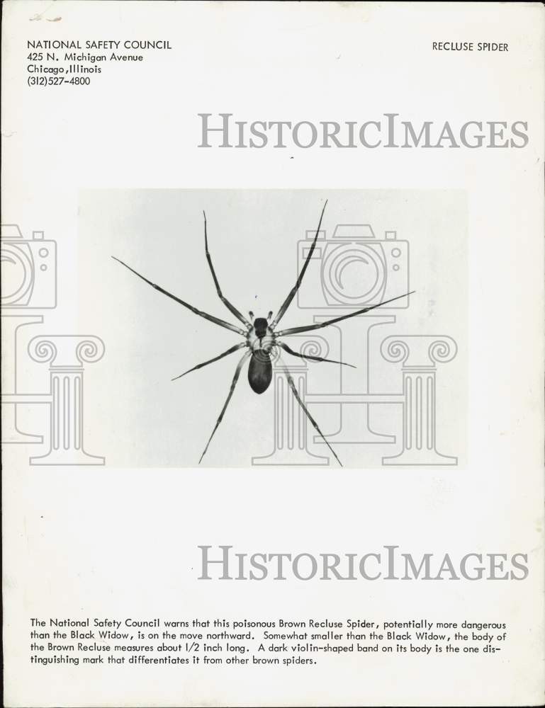 1969 Press Photo Poisonous Brown Recluse Spider - lrb37955