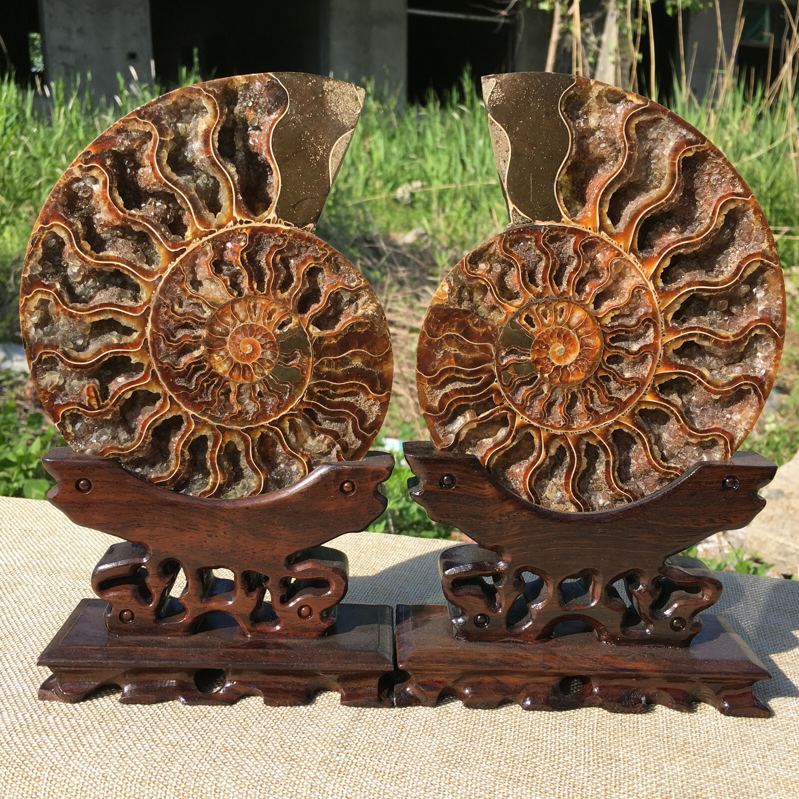 A Pair of Natural Ammonite Fossil Conch Crystal Specimen Healing+stand 2PC A Pair of Natural Ammonite Fossil Conch Crystal Specimen Healing+stand 2PC