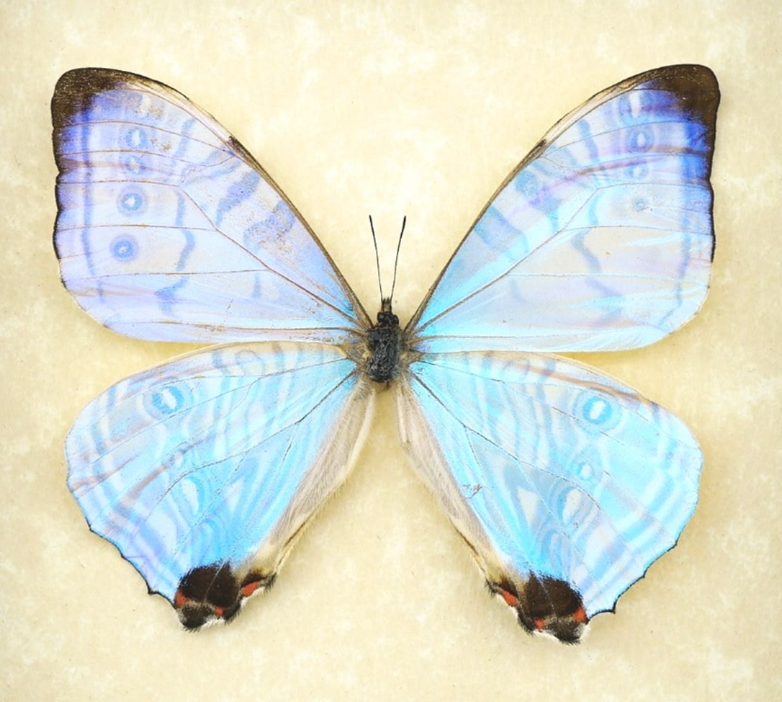 LOT OF 5 MORPHO SULKOWSKYI MALE .A1 GOOD CONDITION UNMOUNTED. CUZCO-PERU