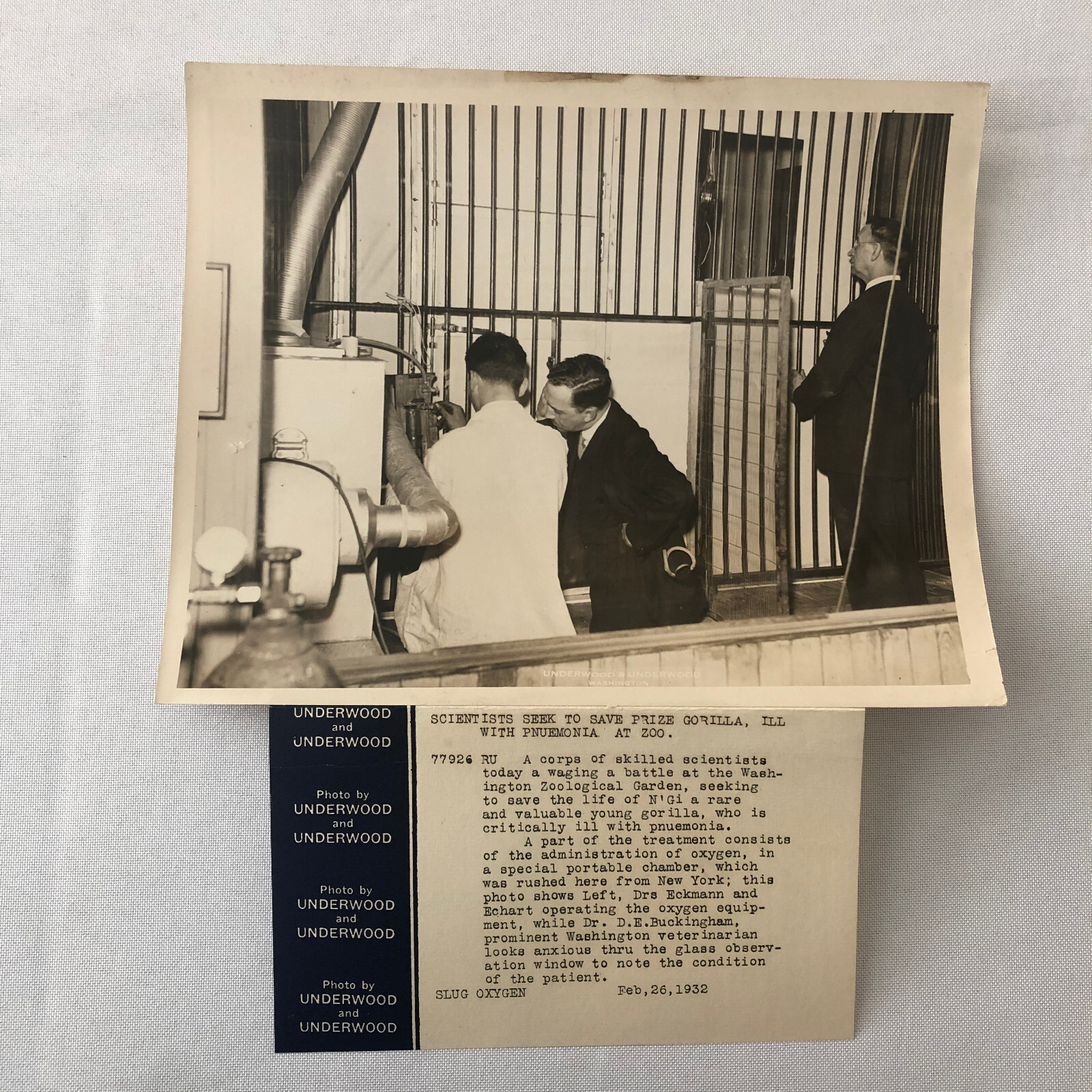 Press Photo Photograph Doctors Help Sick Gorilla at Washington Zoo 1932