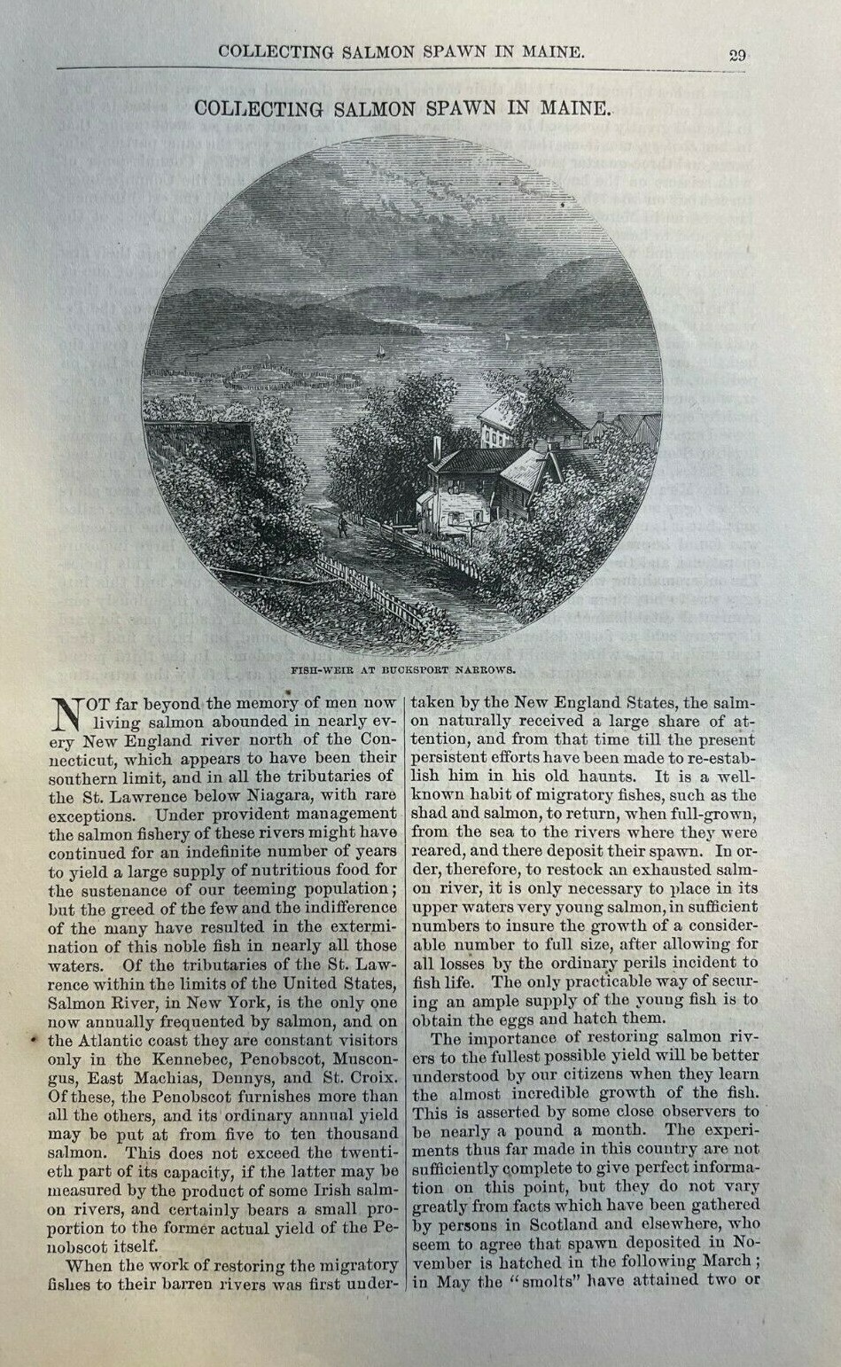 1874 Salmon Fishing Collecting Salmon Spawn in Maine illustrated