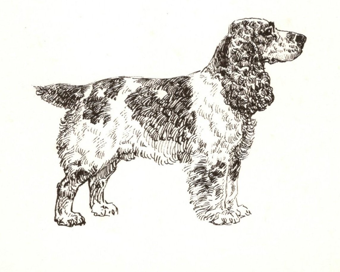 English Cocker Spaniel - CUSTOM MATTED 5 x 7 - Dog Art Print - NEW - GD